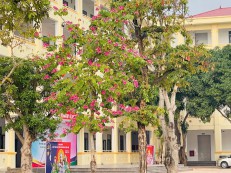 Mùa hoa tím trên sân trường THPT Cửa Lò